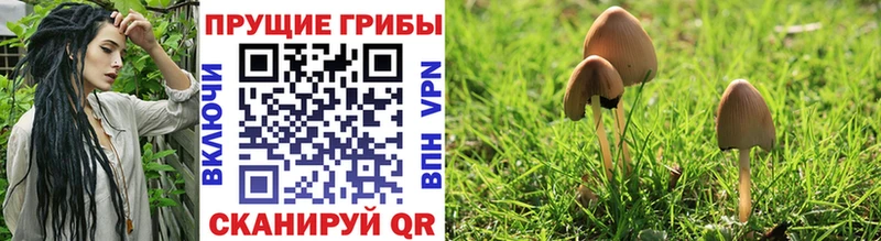 Псилоцибиновые грибы Psilocybe Лиски
